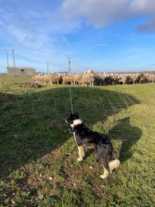 perro pastor en la granja ovejas y rios